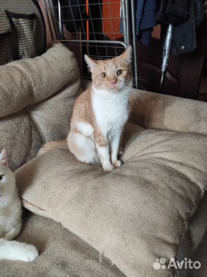 Кошка в дар