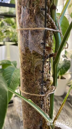 Опоры для цветов