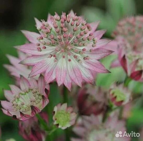 Астильба астранция. Многолетние цветы