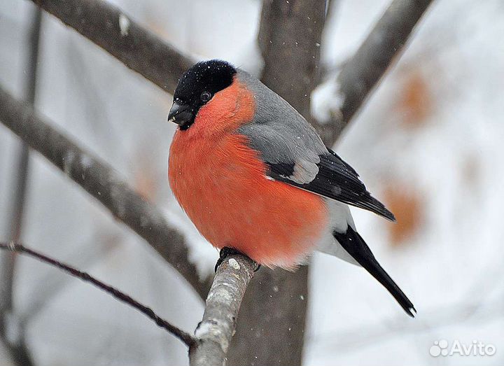 Щеглы, снегири, щуры
