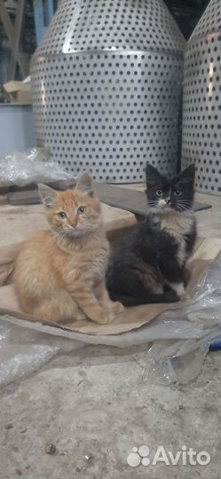 Котята в добрые руки даром бесплатно