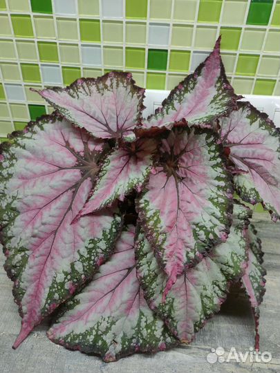 Бегония декоративная