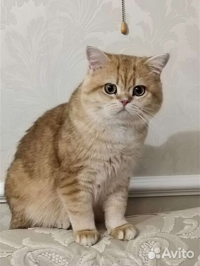 Британский клубный кот вязка