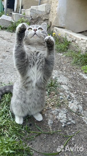 Котик в добрые руки