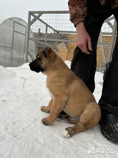 Среднеазиатская овчарка алабай