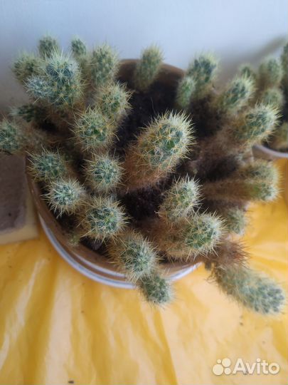 Продаю кактус детки