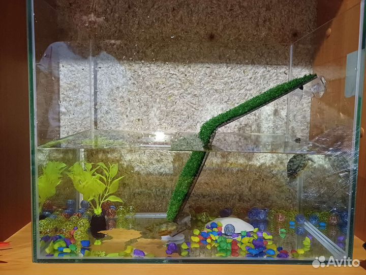 Краснаухие черепахи бесплатно