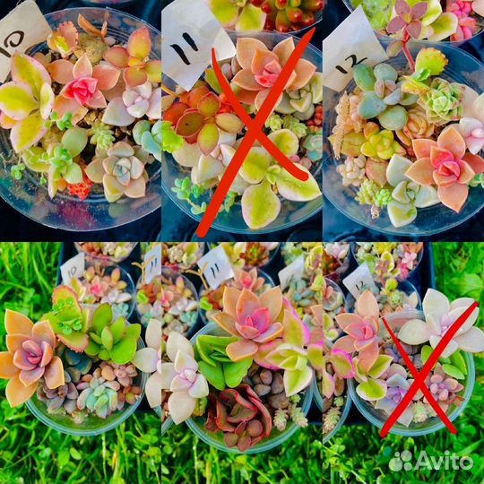 Суккуленты наборы и композиции, садики, грунт
