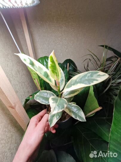 Фикус Тинеке