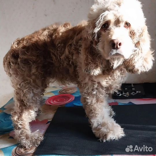 Уход за животными