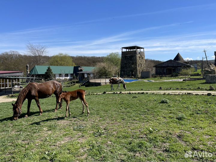 Конные прогулки анапа