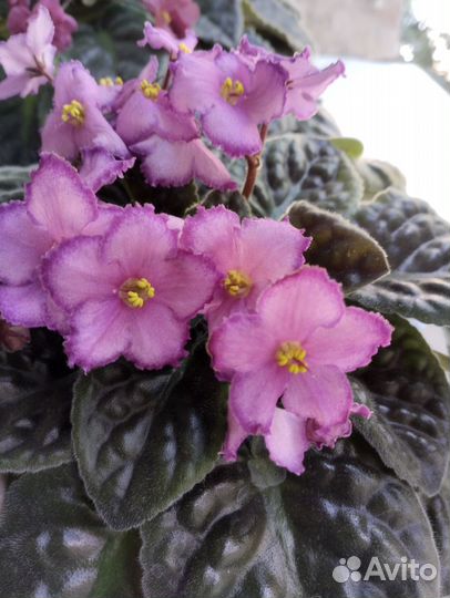 Фиалка сортовая