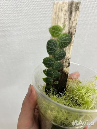 Рафидофора криптанта растение для флорариума