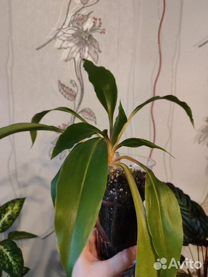 Комнатные цветы разные