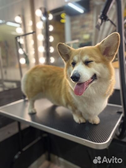 Груминг, стрижка собак,экспресс линька