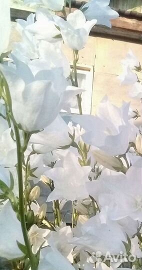 Колокольчики