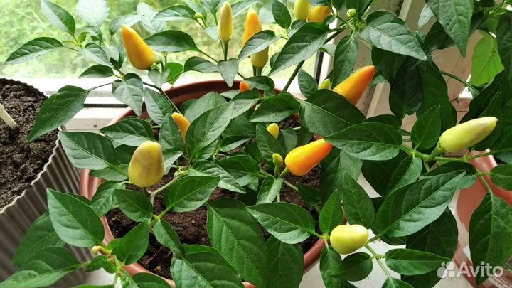 Перец комнатный острый