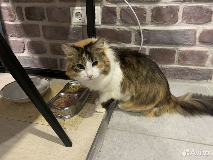 Выгул собак, передержка, котоняня