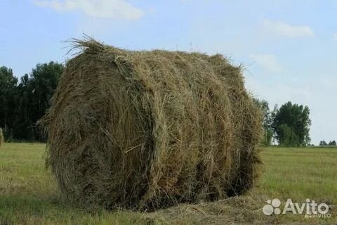 Сено в рулонах
