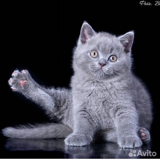 Британские котята короткошерстные