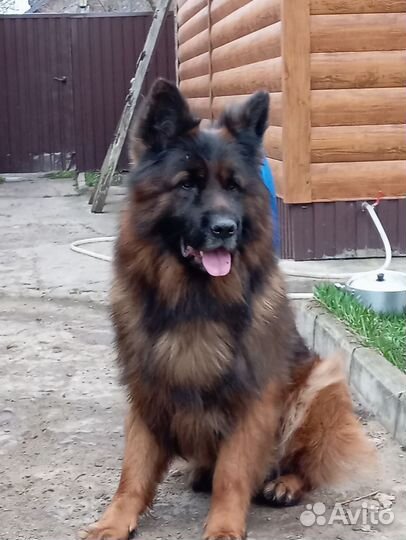 Немецкая овчарка вязка
