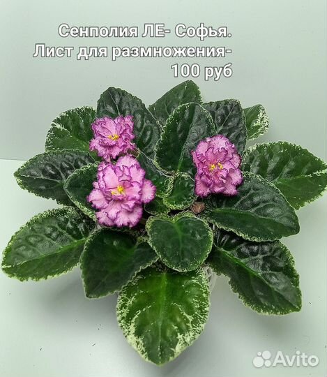 Комнатные растения