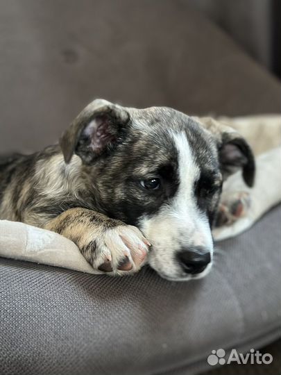 Малыш Оскар ищет любящий дом