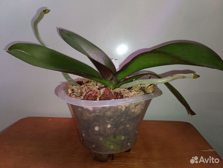 Орхидея Фаленопсис Добавляю