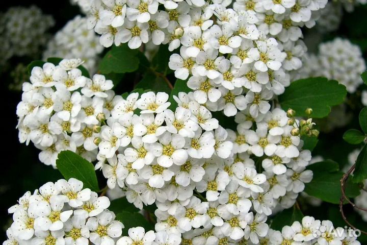 Спирея Вангутта