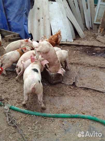 Поросята