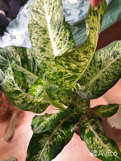 Диффенбахия Сегуина Ами