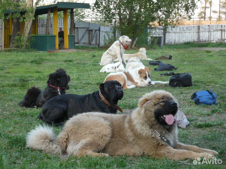 Дрессировка собак г.Иркутск