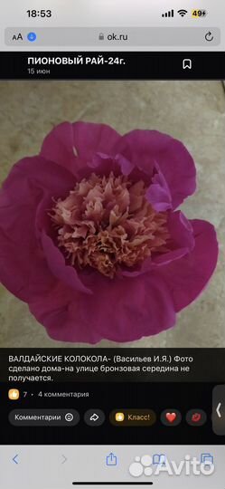 Деленки пионов