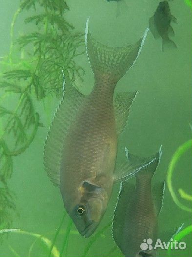 Рыбка принцесса брунди