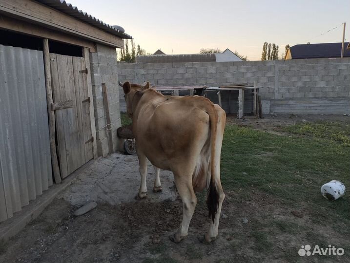 Мясомолочная Аиширская, Джерси