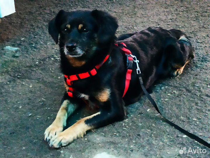 Собака в добрые руки