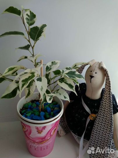 Фикус Бенджамина