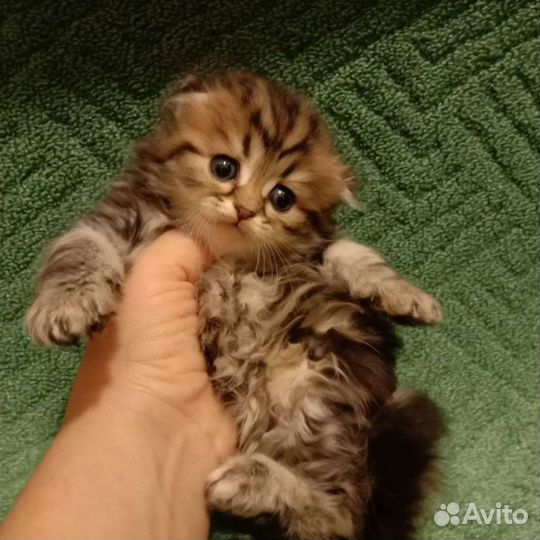 Шотландские