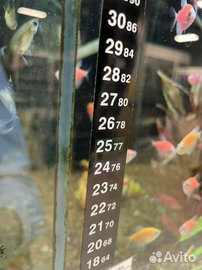 Цифровой термомерт в аквариум