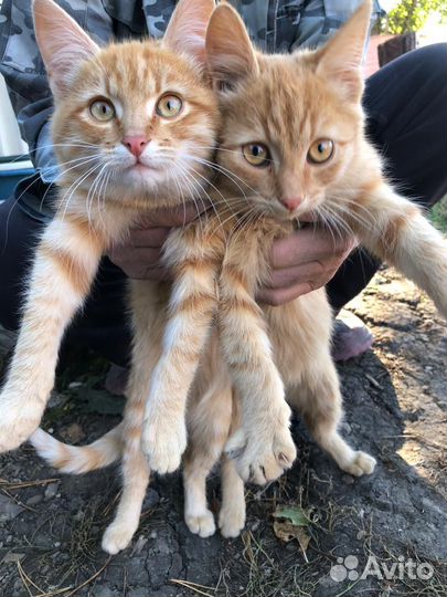 Отдам бесплатно