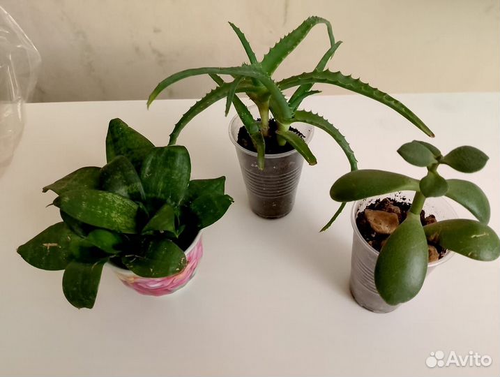 Ханни, Алоэ, Крассула