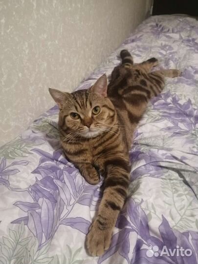 Шотландский кот вязка