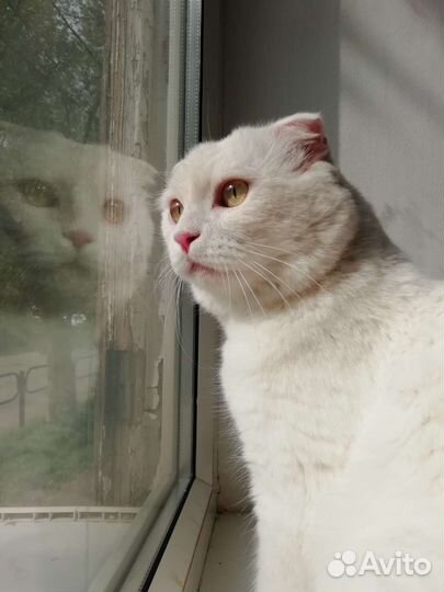 Шотландская вислоухая кошка бесплатно