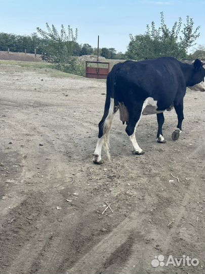 Корова дойная