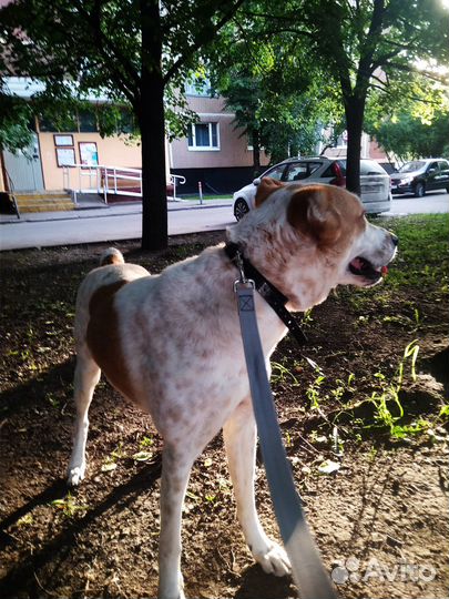 Собака Алабай девочка (1,8)