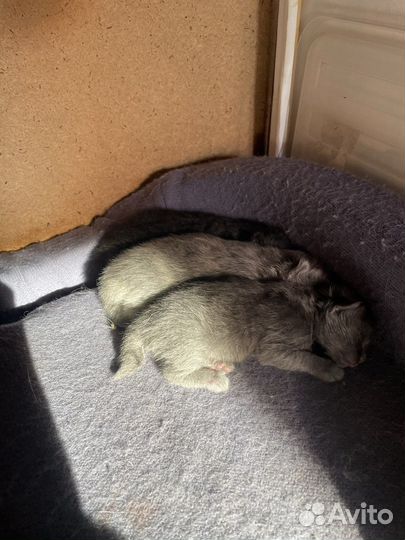 Котята мейн-кун