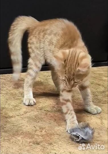 Рыжий котенок
