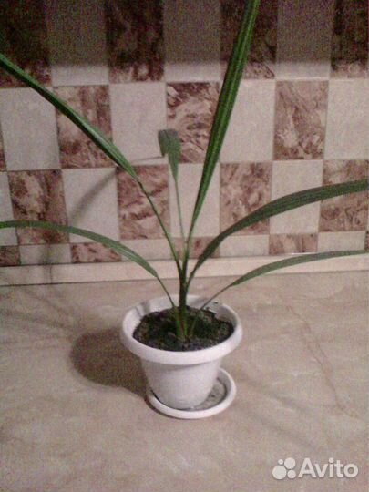 Отросток финиковой пальмы