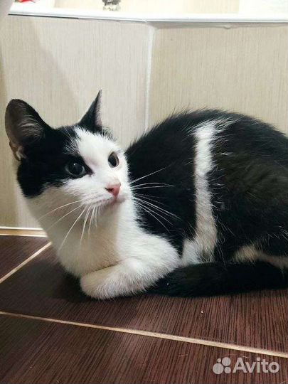 Котенок
