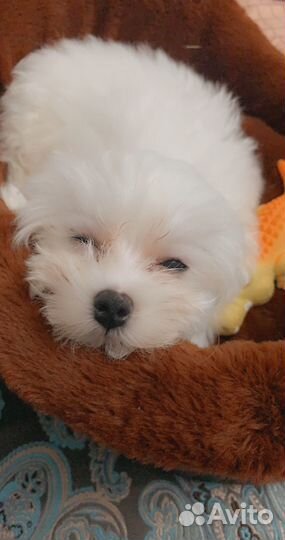 Мальчик для вязки